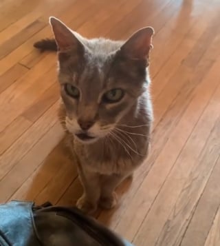 Illustration de l'article : Un chat sénior vit entre 2 familles aimantes jusqu'à ce qu'il se décide à choisir (vidéo)