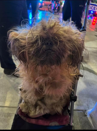 Illustration de l'article : Une policière revoit le chien qu'elle a sauvé et reste bouche bée devant sa transformation
