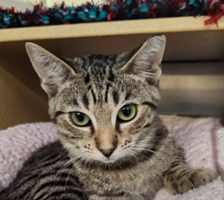 Illustration de l'article : Un chaton jeté dans une benne à ordures est adopté mais abandonné à nouveau le lendemain (vidéo)