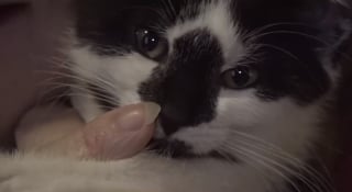 Illustration de l'article : Affectée par la perte de son chat, une femme se voit "prescrire" l'adoption d'un autre félin par son médecin
