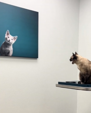 Illustration de l'article : Une chatte en visite chez le vétérinaire signifie son désaccord avec la déco murale du cabinet (vidéo)