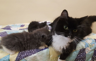 Illustration de l'article : Décidé à adopter une chatte et un de ses chatons, un homme rentre finalement chez lui avec toute la portée
