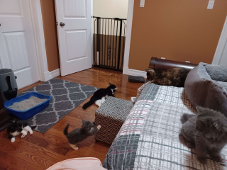 Illustration de l'article : Décidé à adopter une chatte et un de ses chatons, un homme rentre finalement chez lui avec toute la portée