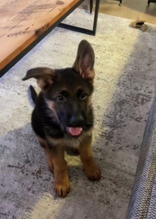 Illustration de l'article : Un chiot tombe à la renverse dans une tentative hilarante de rattraper un jouet (vidéo)