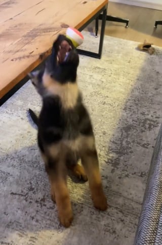 Illustration de l'article : Un chiot tombe à la renverse dans une tentative hilarante de rattraper un jouet (vidéo)