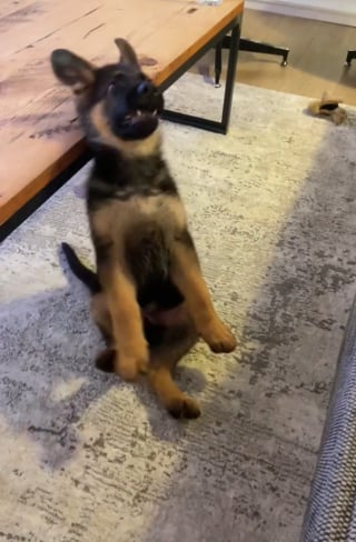 Illustration de l'article : Un chiot tombe à la renverse dans une tentative hilarante de rattraper un jouet (vidéo)