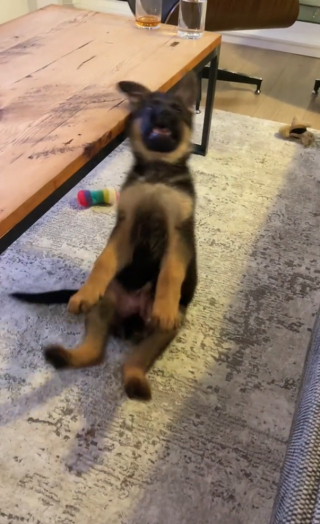 Illustration de l'article : Un chiot tombe à la renverse dans une tentative hilarante de rattraper un jouet (vidéo)