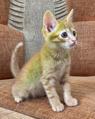 Illustration de l'article : Un commerçant adopte un chaton dont le pelage aux nuances vertes interpelle tous ceux qui le croisent