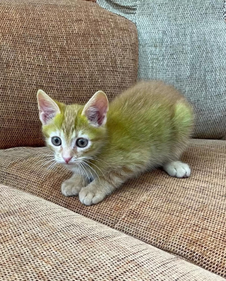 Illustration de l'article : Un commerçant adopte un chaton dont le pelage aux nuances vertes interpelle tous ceux qui le croisent