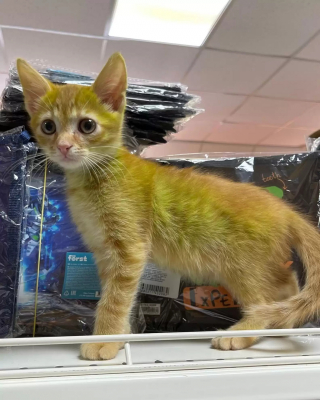 Illustration de l'article : Un commerçant adopte un chaton dont le pelage aux nuances vertes interpelle tous ceux qui le croisent