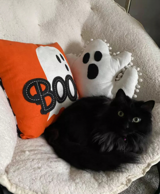 Illustration de l'article : 16 photos de chats noirs annonçant que la saison d’Halloween a commencé