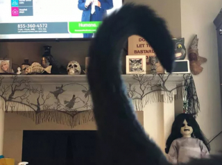 Illustration de l'article : 16 photos de chats noirs annonçant que la saison d’Halloween a commencé