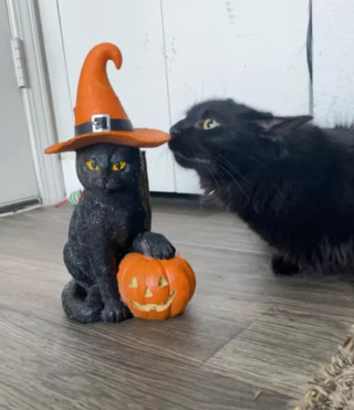 Illustration de l'article : 16 photos de chats noirs annonçant que la saison d’Halloween a commencé