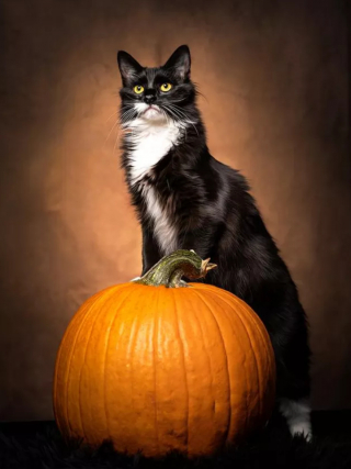 Illustration de l'article : 16 photos de chats noirs annonçant que la saison d’Halloween a commencé