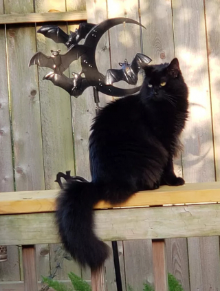 Illustration de l'article : 16 photos de chats noirs annonçant que la saison d’Halloween a commencé