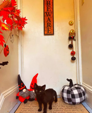 Illustration de l'article : 16 photos de chats noirs annonçant que la saison d’Halloween a commencé