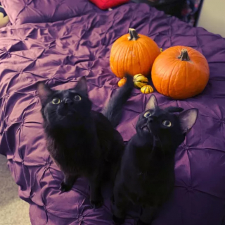 Illustration de l'article : 16 photos de chats noirs annonçant que la saison d’Halloween a commencé
