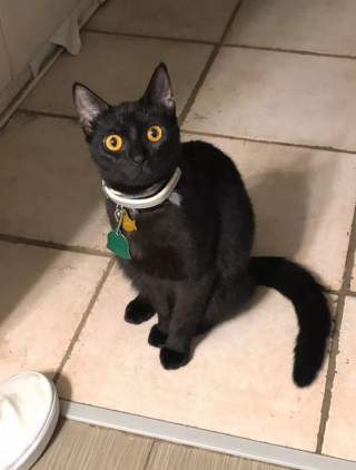Illustration de l'article : 16 photos de chats noirs annonçant que la saison d’Halloween a commencé