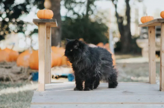 Illustration de l'article : 16 photos de chats noirs annonçant que la saison d’Halloween a commencé