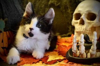 Illustration de l'article : 16 photos de chats noirs annonçant que la saison d’Halloween a commencé