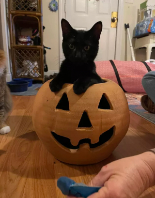 Illustration de l'article : 16 photos de chats noirs annonçant que la saison d’Halloween a commencé
