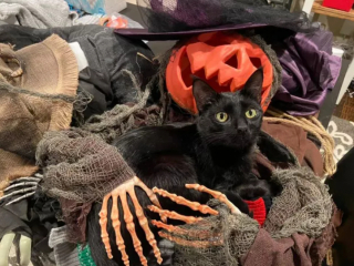 Illustration de l'article : 16 photos de chats noirs annonçant que la saison d’Halloween a commencé