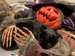 Illustration de l'article : 16 photos de chats noirs annonçant que la saison d’Halloween a commencé