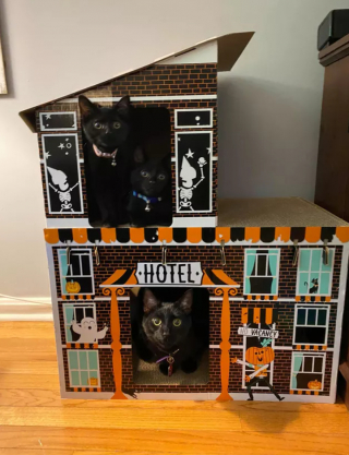 Illustration de l'article : 16 photos de chats noirs annonçant que la saison d’Halloween a commencé