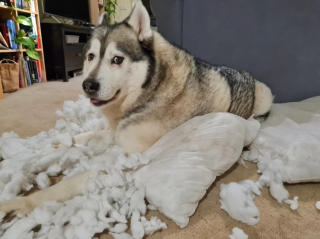 Illustration de l'article : 13 photos montrant que certaines personnes sont prêtes à tout pour leur animal de compagnie