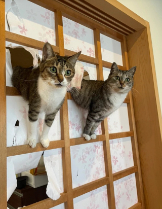 Illustration de l'article : 13 photos montrant que certaines personnes sont prêtes à tout pour leur animal de compagnie