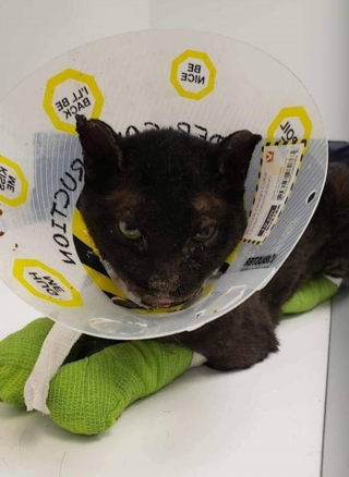Illustration de l'article : Un chat brûlé lors d'un incendie doit lutter pour survivre puis pour trouver une nouvelle famille