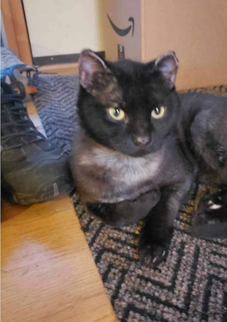 Illustration de l'article : Un chat brûlé lors d'un incendie doit lutter pour survivre puis pour trouver une nouvelle famille