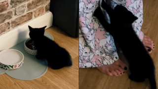 Illustration de l'article : La réaction attendrissante d'un chaton qui peut enfin manger "comme un grand" (vidéo)