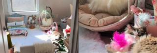 Illustration de l'article : Cette chatte va faire des envieux avec le coquet "appartement" que lui a aménagé sa maîtresse (vidéo)