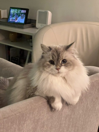 Illustration de l'article : Un retraité voit une chatte "errante" affamée se servir dans la gamelle de son chat et lui vient en aide