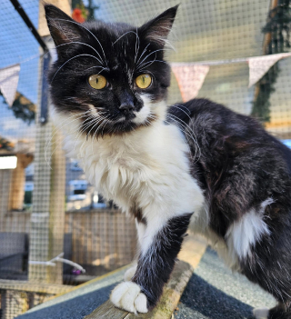 Illustration de l'article : Aspergé d'eau de Javel par son propriétaire, ce chaton se bat pour survivre à ses brûlures chimiques