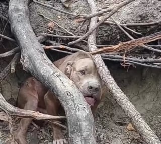 Illustration de l'article : Un chien caché dans les bois et "trop agressif" change d'attitude en comprenant les intentions de ses bienfaiteurs