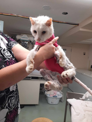 Illustration de l'article : Une dame voit la photo d'un chat en ligne et pense reconnaître celui de sa fille disparu 5 ans plus tôt