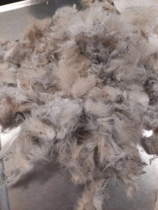 Illustration de l'article : Une dame voit la photo d'un chat en ligne et pense reconnaître celui de sa fille disparu 5 ans plus tôt