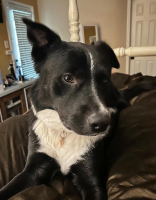 Illustration de l'article : Leur chien les réveille en pleine nuit pour attirer leur attention sur leur fils en grand danger