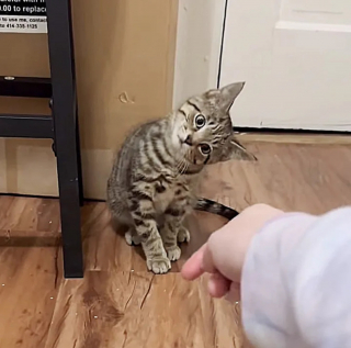Illustration de l'article : La transformation émouvante d'un chaton errant qui sortait les griffes à chaque tentative d'approche