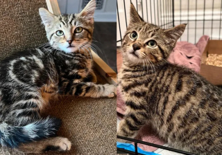 Illustration de l'article : La transformation émouvante d'un chaton errant qui sortait les griffes à chaque tentative d'approche