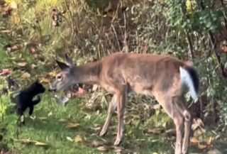 Illustration de l'article : L'échange inattendu entre un jeune cerf et un petit chat noir qui a ému les internautes (vidéo)