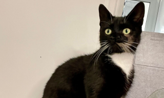 Illustration de l'article : Un chat à 2 nez et à la douceur exceptionnelle est en quête d'une nouvelle famille aimante