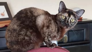 Illustration de l'article : L'angoisse pour les propriétaires d'une chatte "espiègle et curieuse" ne donnant plus signe de vie depuis 2 semaines