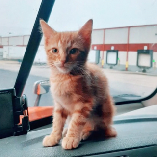 Illustration de l'article : Le passage marquant d'un chaton dans la vie d'un camionneur dont il a conquis et soigné le cœur