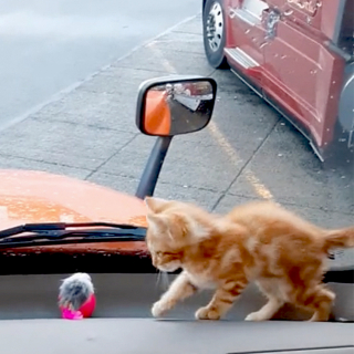 Illustration de l'article : Le passage marquant d'un chaton dans la vie d'un camionneur dont il a conquis et soigné le cœur