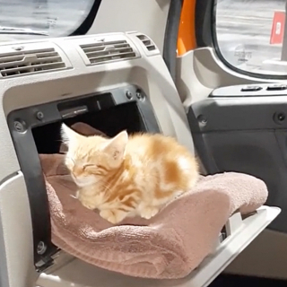 Illustration de l'article : Le passage marquant d'un chaton dans la vie d'un camionneur dont il a conquis et soigné le cœur