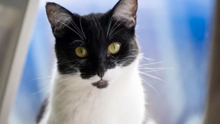 Illustration de l'article : La famille d'une chatte s'étant cassé la patte n'a pas les moyens de la soigner, une association intervient