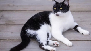 Illustration de l'article : La famille d'une chatte s'étant cassé la patte n'a pas les moyens de la soigner, une association intervient